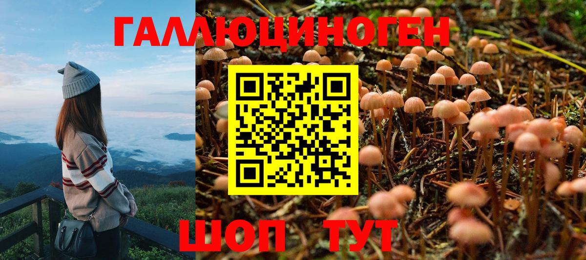 Галлюциногенные грибы Psilocybine cubensis Кузнецк